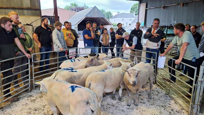 Access to €1,000 grant for young sheep farmers with Dawn Meats Future Flocks 