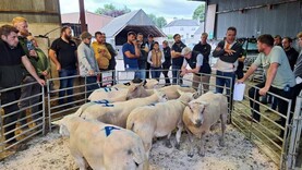 Access to €1,000 grant for young sheep farmers with Dawn Meats Future Flocks 