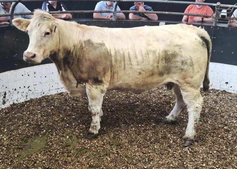 What do the new TB rules mean when selling cull cows?