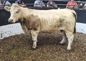 What do the new TB rules mean when selling cull cows?