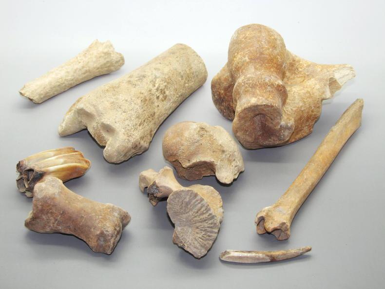 New research rewrites origins of farming in Ireland