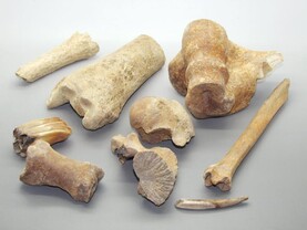 New research rewrites origins of farming in Ireland