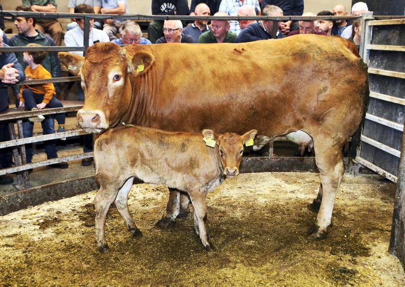 Sharper trade for cattle at Clogher Mart