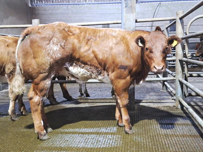 Camera at the Mart: Belgian Blue heifers top at €7,800 in Gort