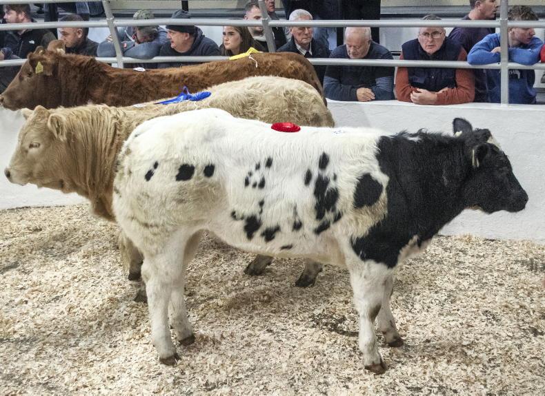 Export outlet continues to underpin weanling trade