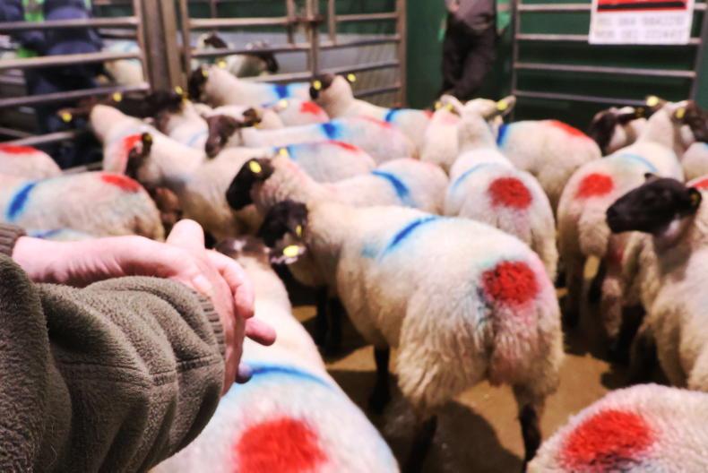 Lighter store lamb trade feeling pinch of drought