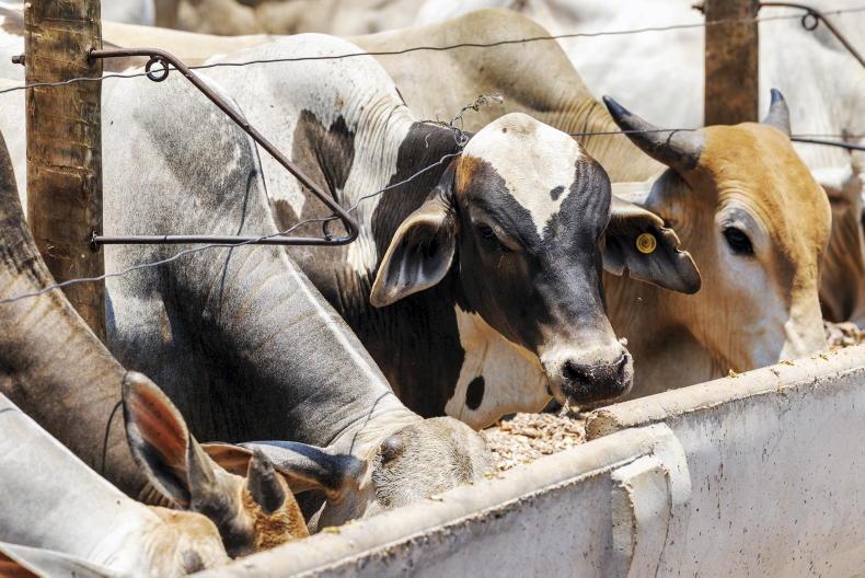 Brazilian beef to be excluded from EU audit