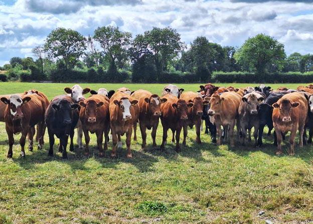 Drought costing upwards of €1,000/week on Tullamore Farm