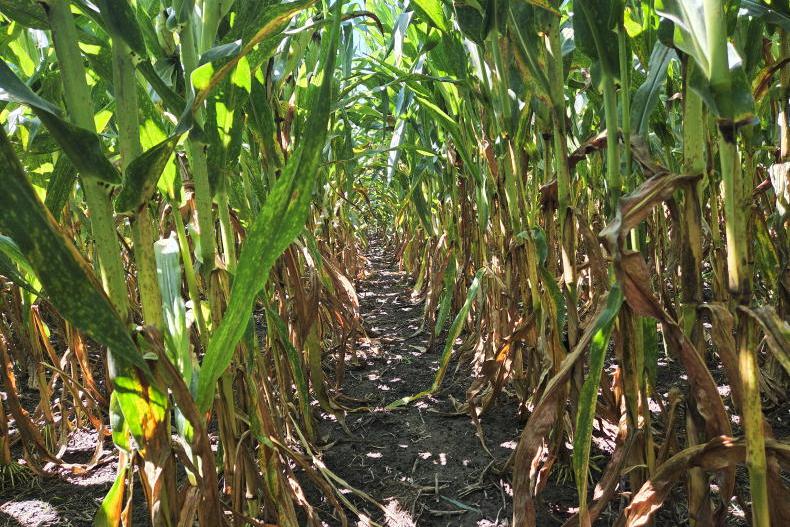Grain Trends: US crop area up to balance reduced yields