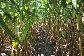 Grain Trends: US crop area up to balance reduced yields