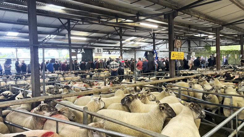 Watch: sheep numbers and prices ‘well back’ 