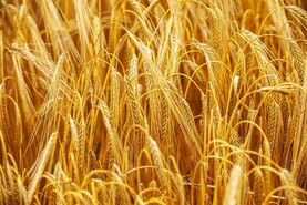 Editorial: fundamental challenges facing Ireland’s tillage sector