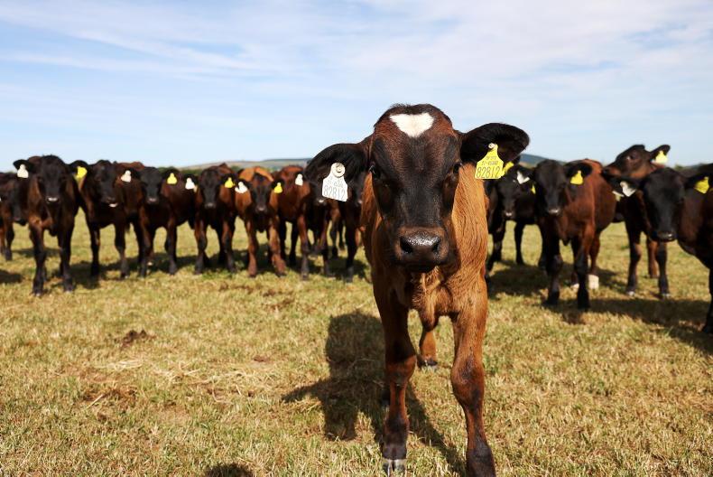 Editorial: grass crisis looming in the southeast