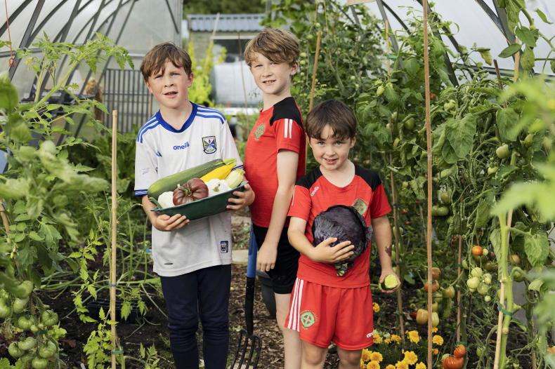 IFJ Junior: how three Cavan brothers built a booming veg business