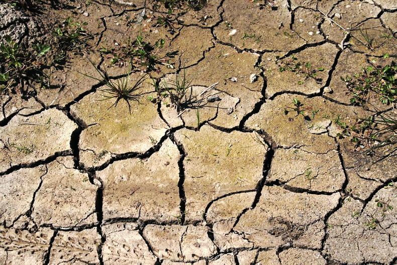 Drought grips Europe’s farms  