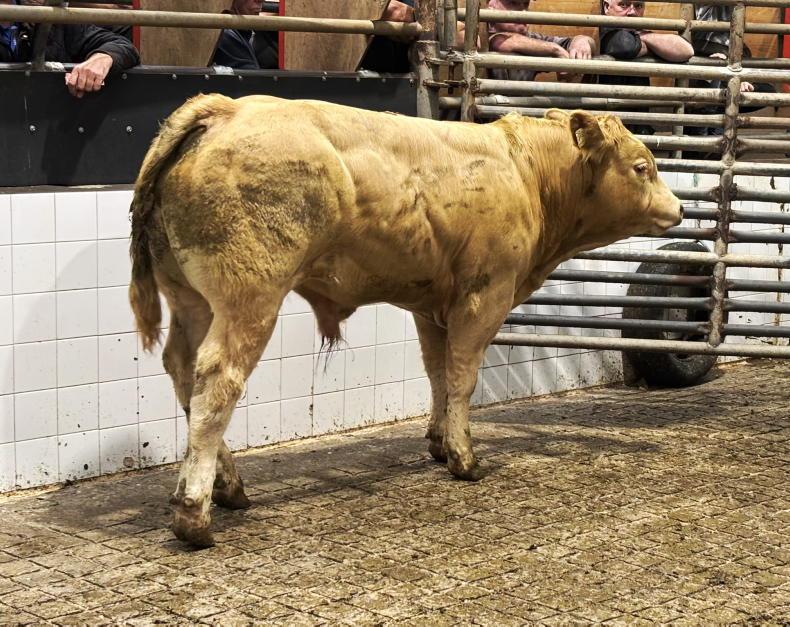Camera at the Mart: exporters battle for bulls in Balla