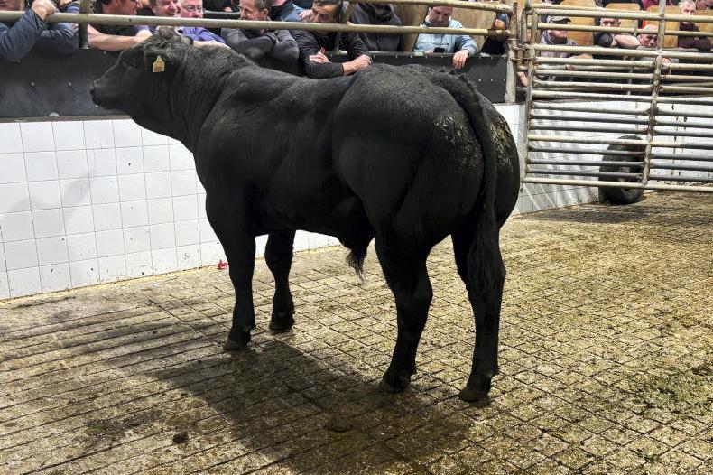 MartBids Database: exporters underpin weanling trade