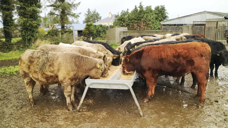 Beef Welfare Scheme: three actions to qualify for up to €75/calf