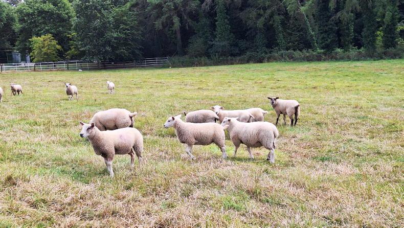 Sheep Management: drought management and quarantine protocols