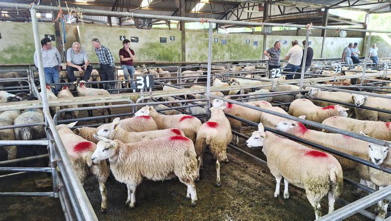 Sheep mart prices: breeding sales performing relatively positively