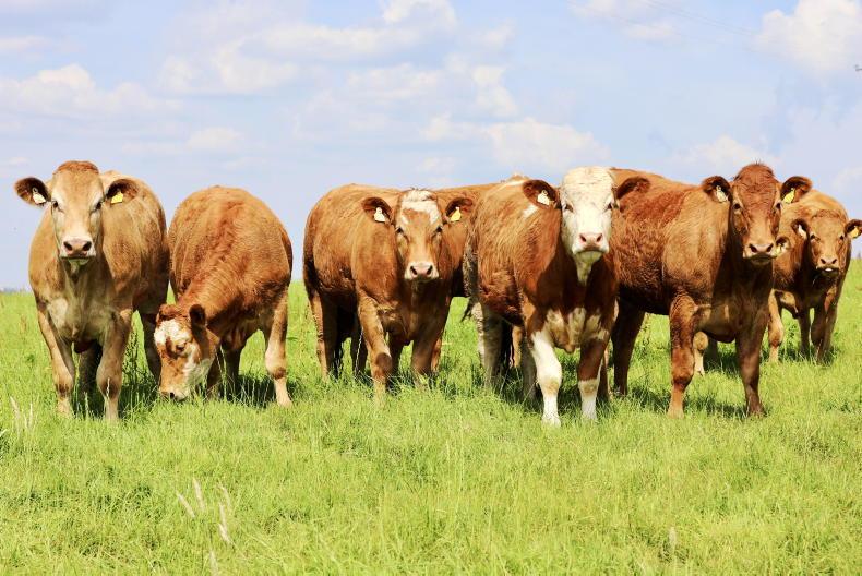 Grass+ Beef: tide turning slowly on grass growth