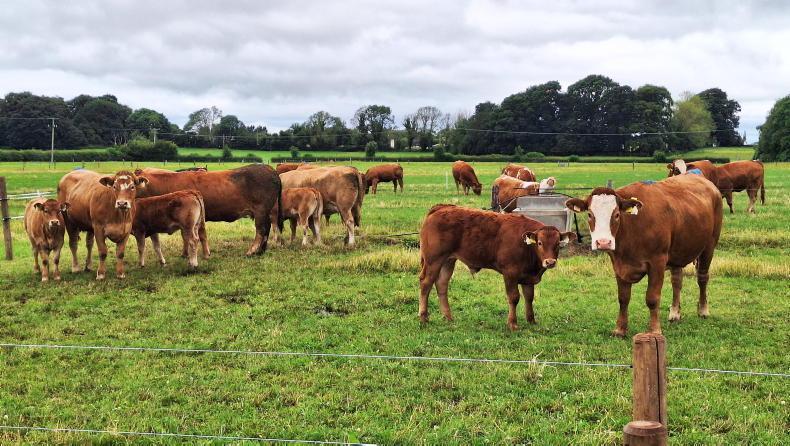 Beef Welfare Scheme 2026: eligibility, payments and application deadline