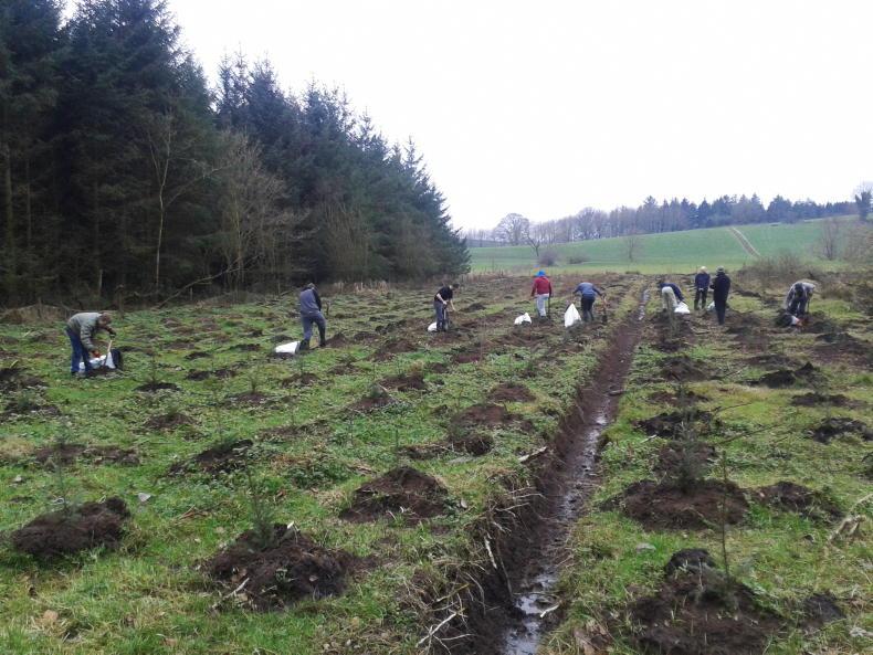 Forestry plantings drop by 20%   