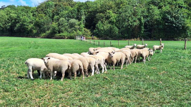 Lamb prices down 20c/kg                         