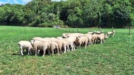 Lamb prices down 20c/kg                         