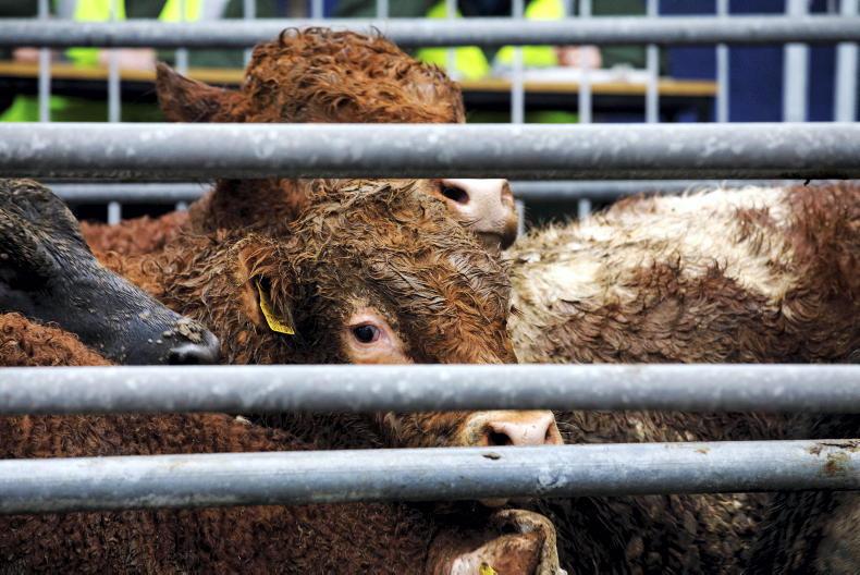 Northern View: quotes steady as cow kill hits new high