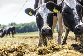 National fodder committee to meet on Friday as drought pressure mounts