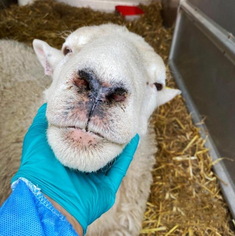 Bluetongue cases in Britain rise but 'peak outbreak yet to come'