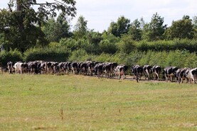Feed management – top tips for the week ahead