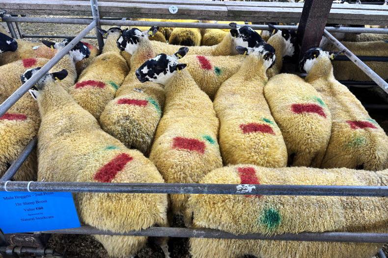 Watch: mule hoggets sell to a high of €400 in Ballinrobe