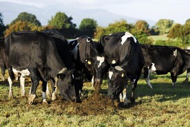 The Grass Week: heavy supplementation still required for many herds