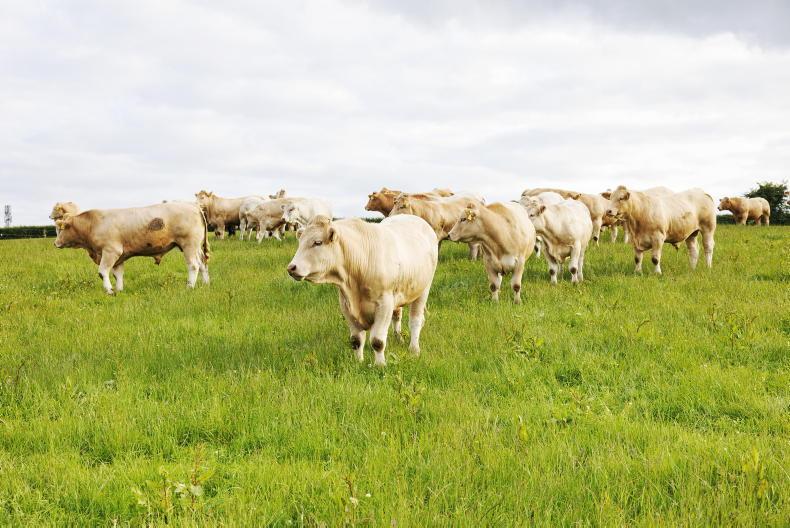 Ireland’s share of UK beef imports falls in first half of 2026