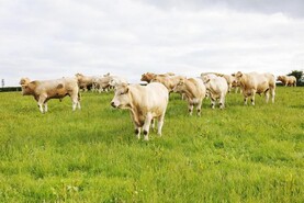 Ireland’s share of UK beef imports falls in first half of 2026