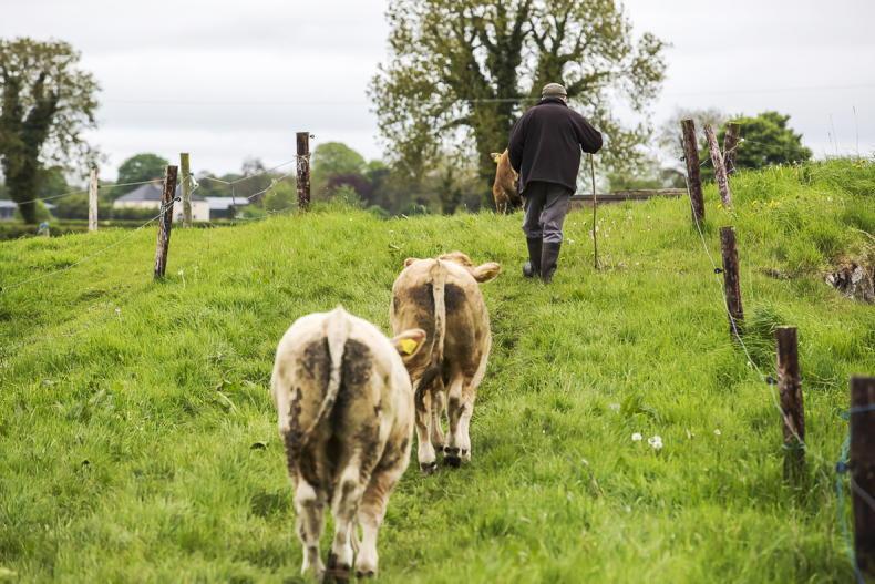 Calf birth registrations running almost 40,000 head higher