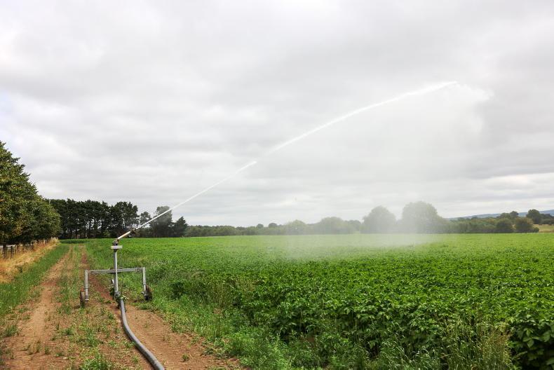 Keeping potato crops alive now a priority - Teagasc