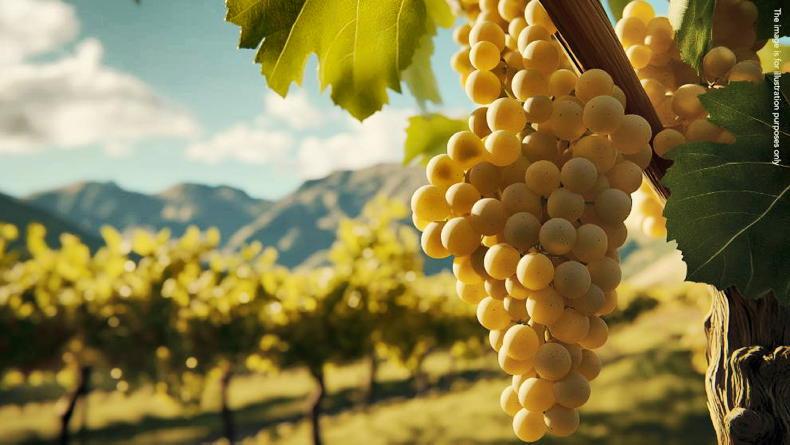 Investigation foils attempt to claim EU funding for fake vineyards