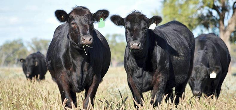 Australia shatters beef production records