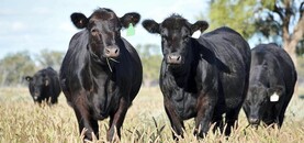 Australia shatters beef production records
