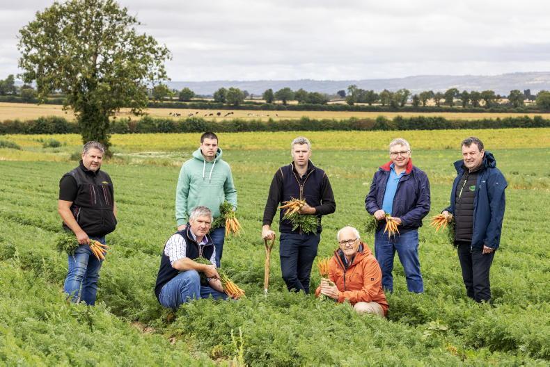 Irish carrot growers: 'modest' 6c more per carrot could save sector