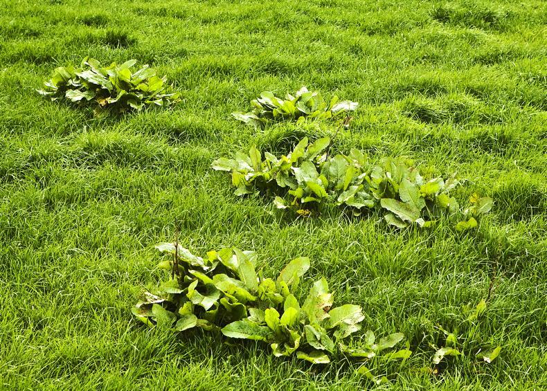 Farmer Writes: only good fields grow docks