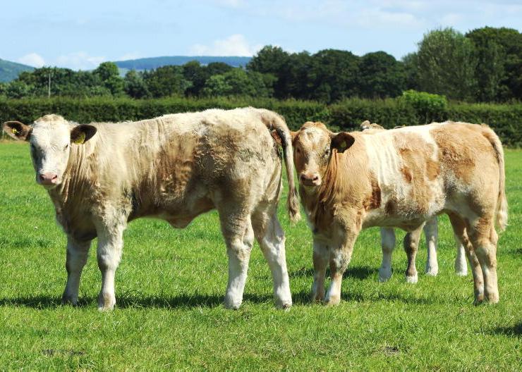 Beef Welfare Scheme and faecal testing action