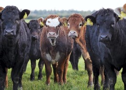 High risk period on farms for lungworm 