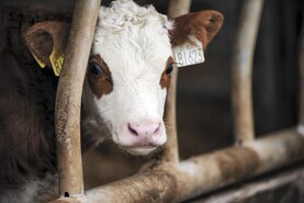 Over 50% of BVD-positive calves in five counties