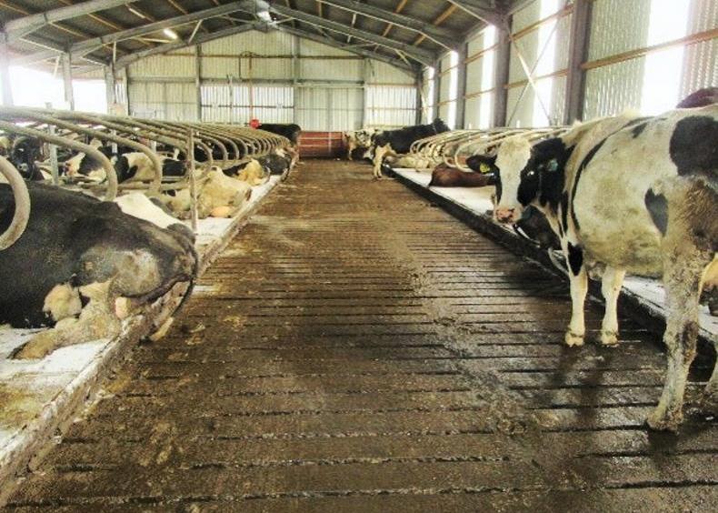 Explaining the ins and outs of selective dry cow therapy