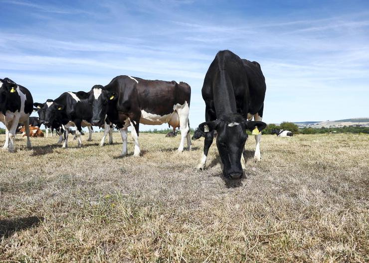10 common questions from drought affected farmers
