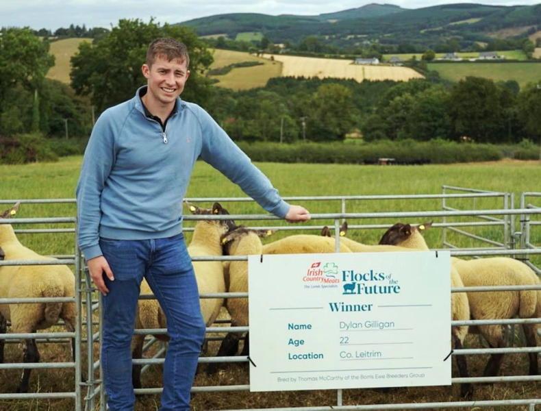 Young Stock: grá for cattle not strong enough to quit sheep in Leitrim